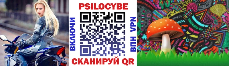 купить наркотик  Пролетарск  Псилоцибиновые грибы Psilocybe 